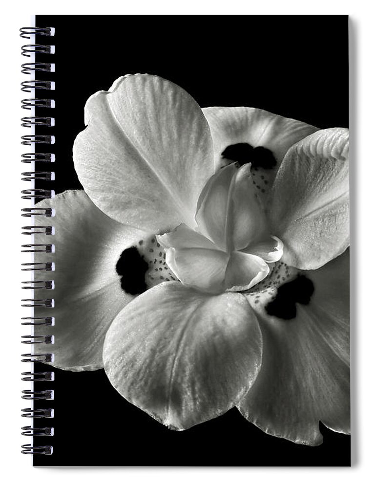 Flower Spiral Notebook featuring the photograph Morea Lily 2 in Black and White by Endre Balogh
