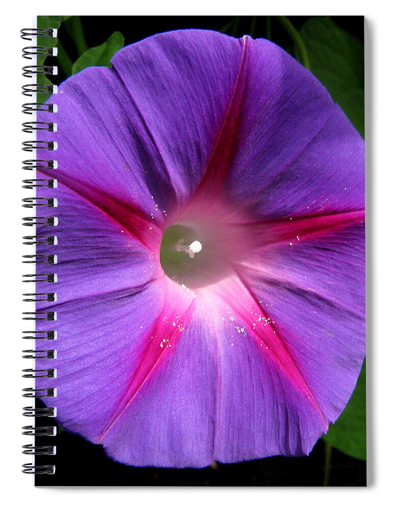 Morning Glory Spiral Notebook featuring the photograph Morning Glorious by Kim Galluzzo Wozniak