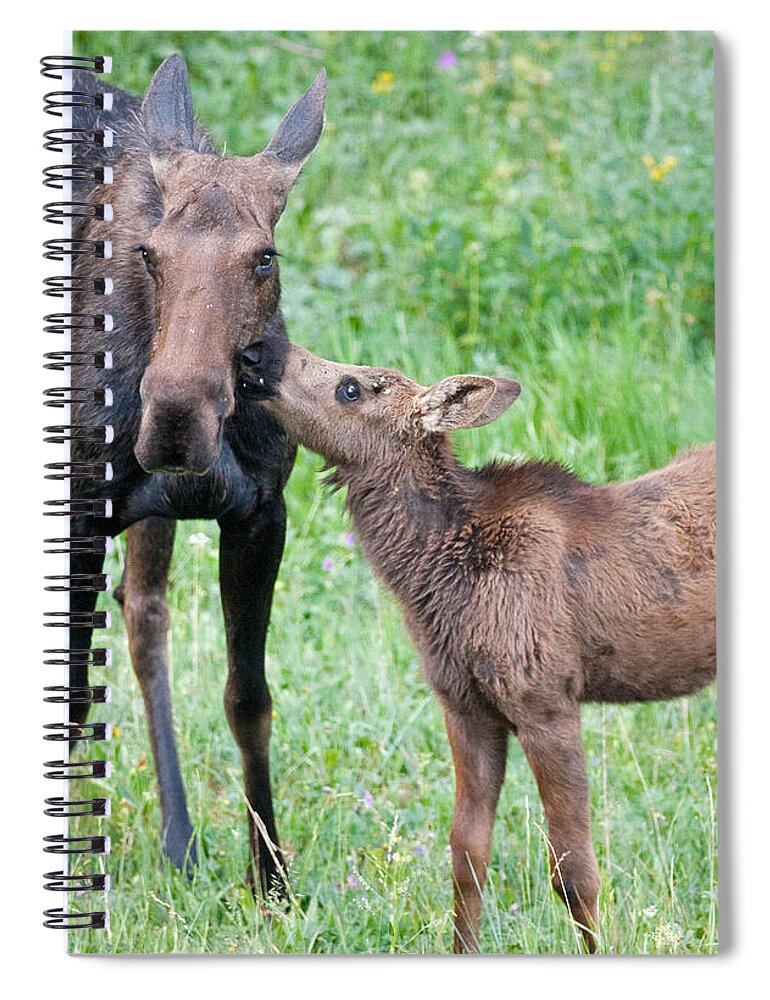 Moose Spiral Notebook featuring the photograph Mother's Day Moose by Max Waugh