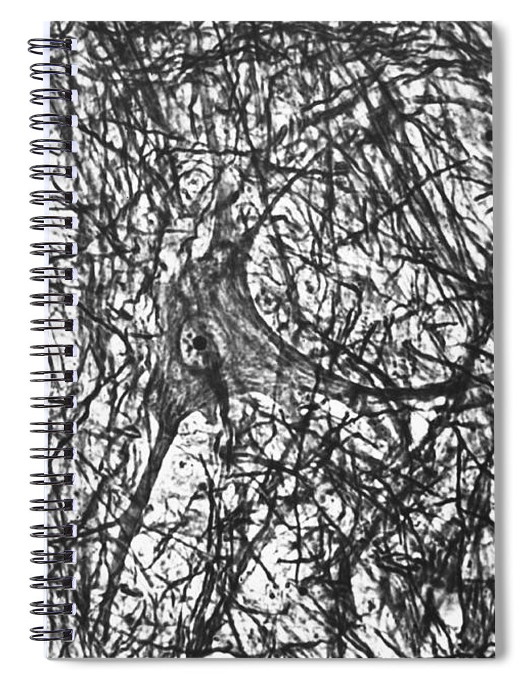 Motor Neuron Spiral Notebook featuring the photograph Motor Neuron Of Cat by Omikron