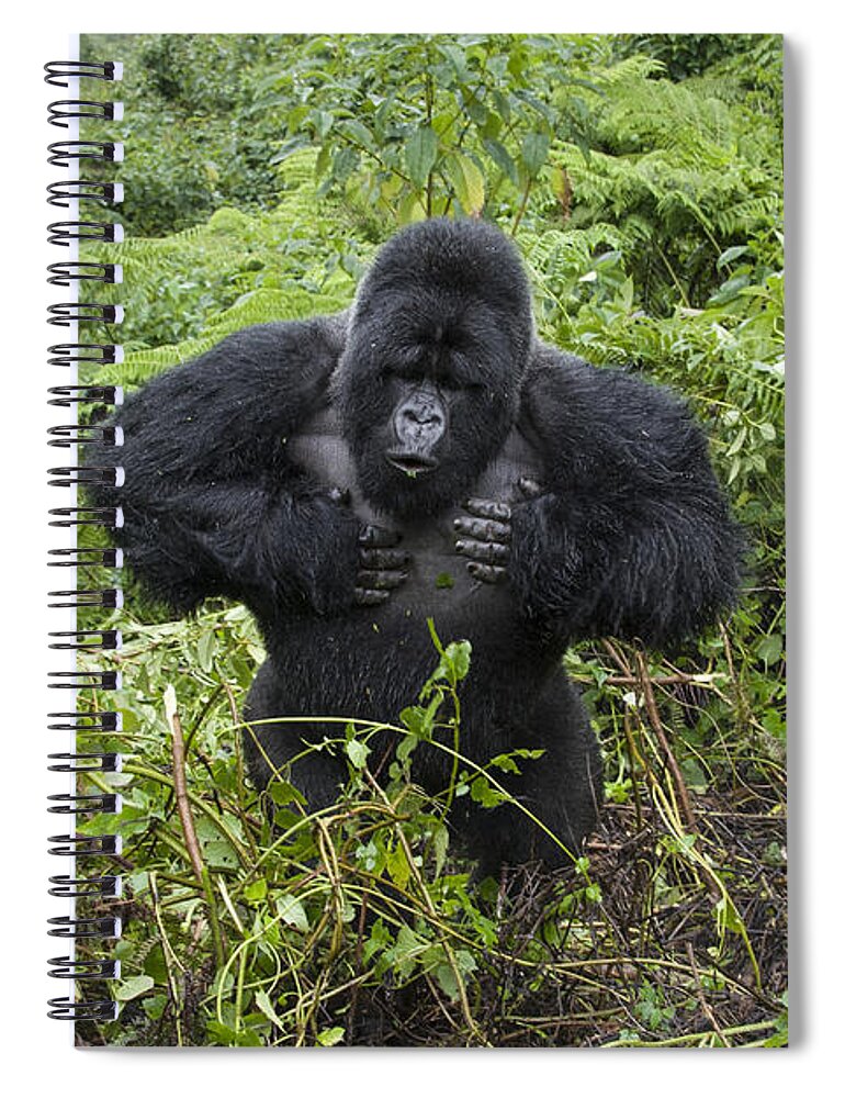 00499677 Spiral Notebook featuring the photograph Mountain Gorilla Silverback Beating by Suzi Eszterhas