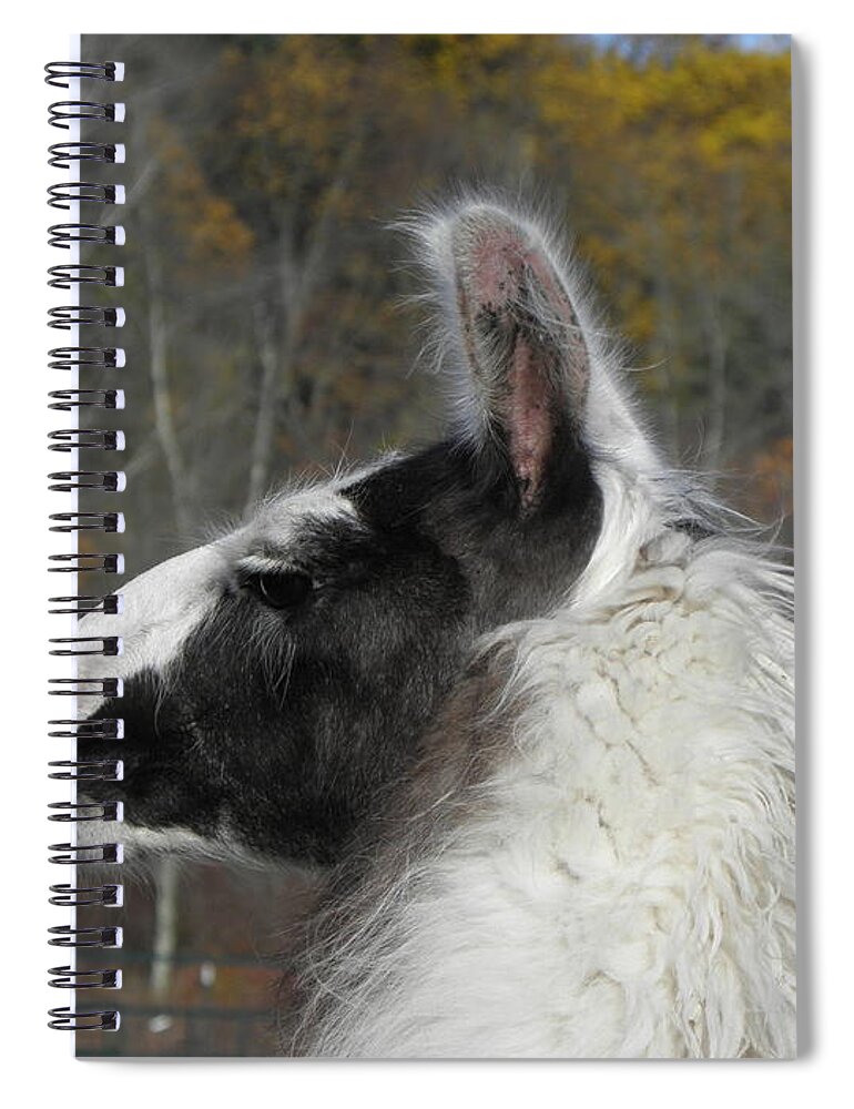 Alpaca Spiral Notebook featuring the photograph Mr Alpaca in the country by Kim Galluzzo Wozniak