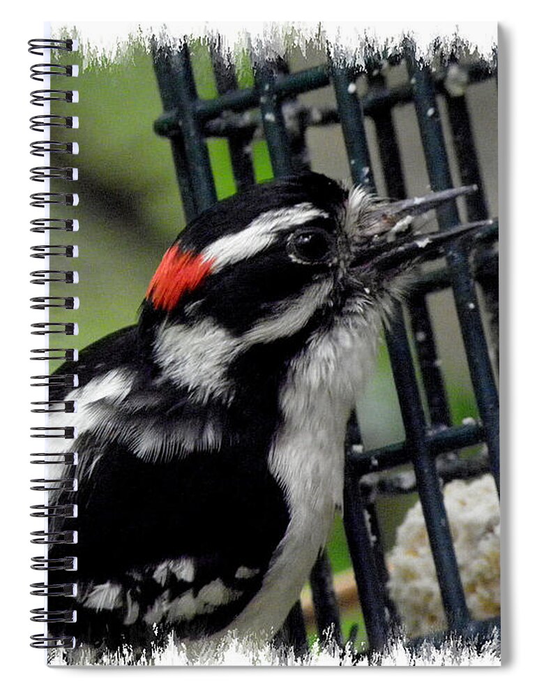 Downy Spiral Notebook featuring the photograph Mr Downy Woodpecker by Kim Galluzzo Wozniak