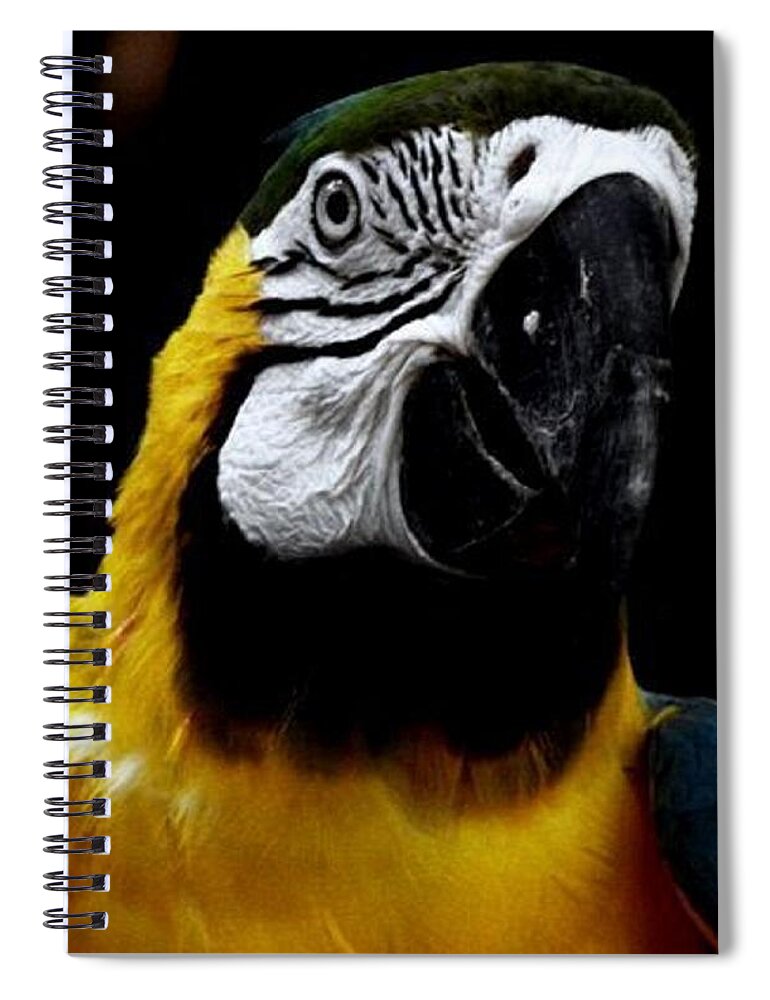 Parrot Spiral Notebook featuring the photograph Mr Polly by Kim Galluzzo