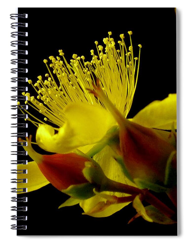 Photography Spiral Notebook featuring the photograph Native Bush Flower by Kaye Menner