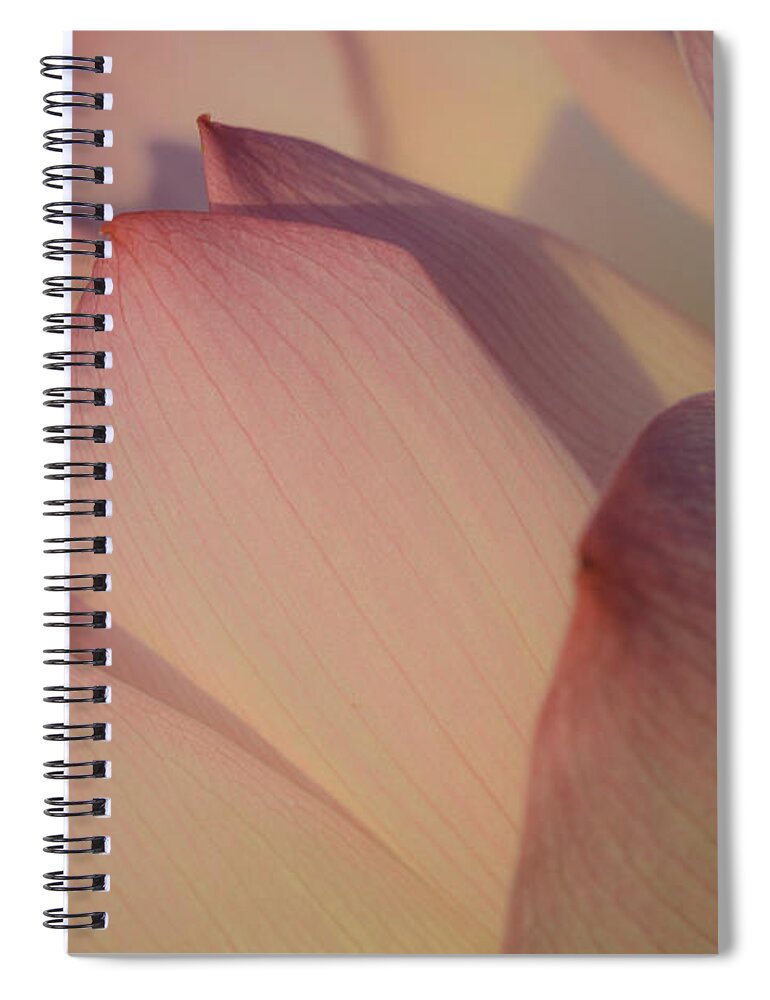 Kenilworth Aquatic Park Spiral Notebook featuring the photograph Nelumbo 'Red Scarf' by Perla Copernik