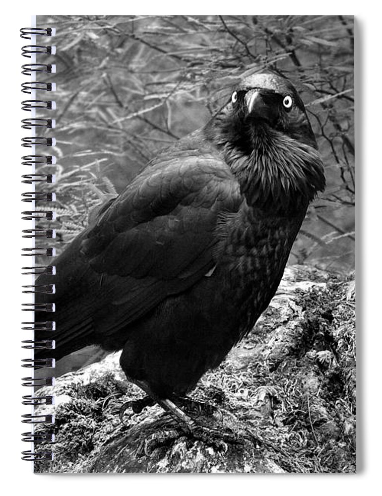 Raven Spiral Notebook featuring the photograph Nevermore - Black and White by Michelle Wrighton
