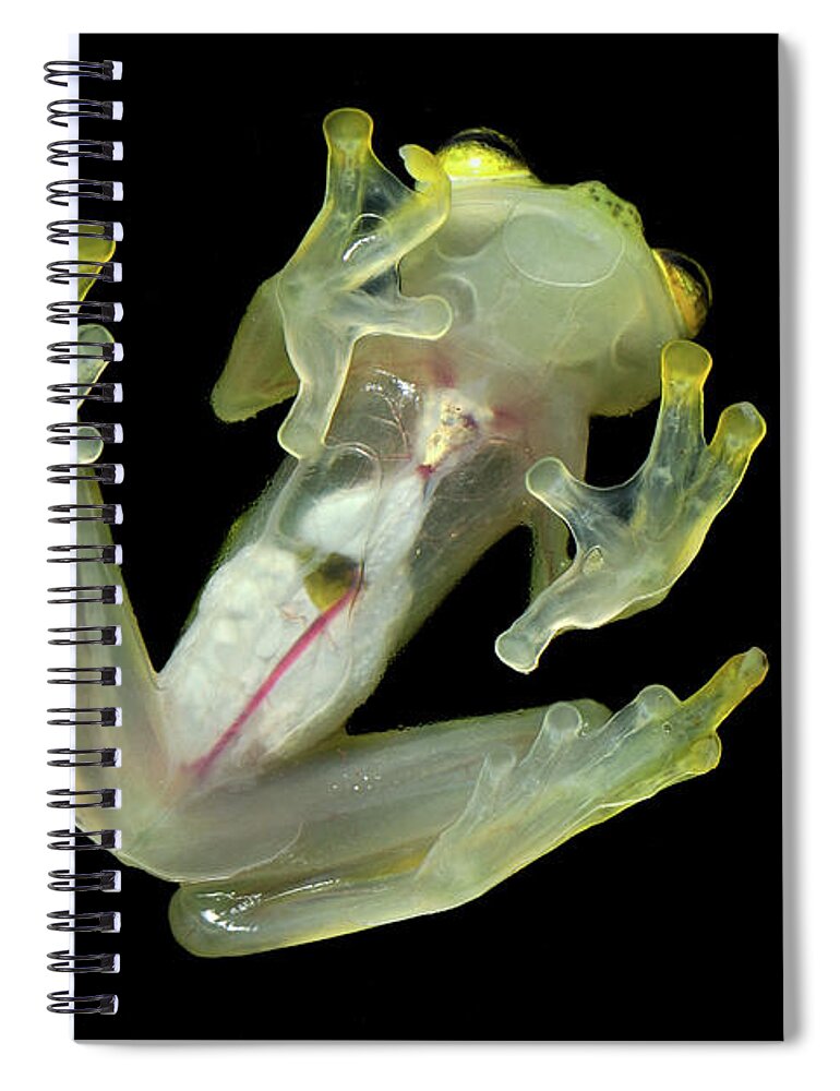 Mp Spiral Notebook featuring the photograph Northern Glassfrog Hyalinobatrachium by Thomas Marent