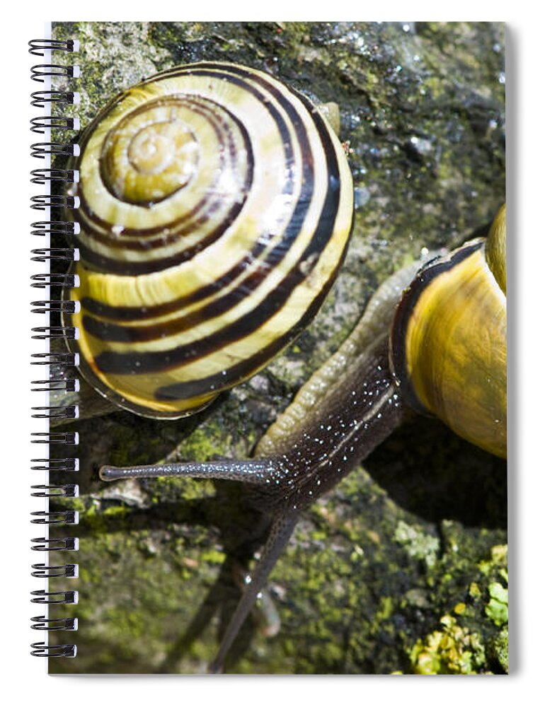Snail Spiral Notebook featuring the photograph N'Sync by Rob Hemphill
