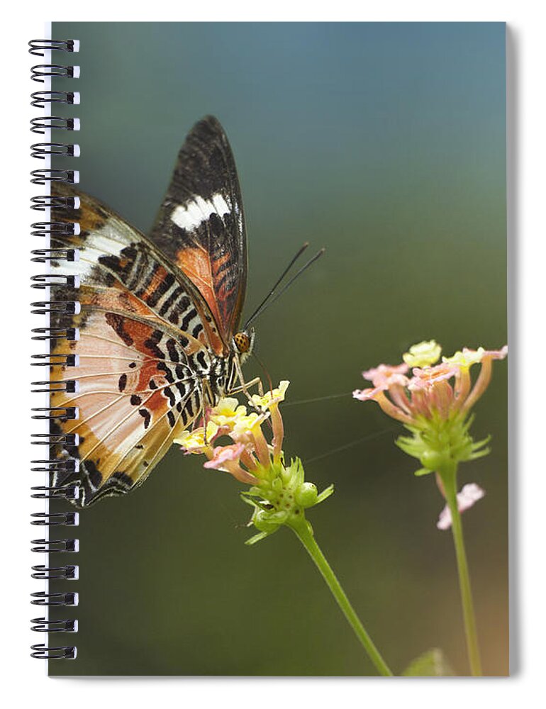 Mp Spiral Notebook featuring the photograph Nymphalid Butterfly Cethosia Luzonica by Tim Fitzharris