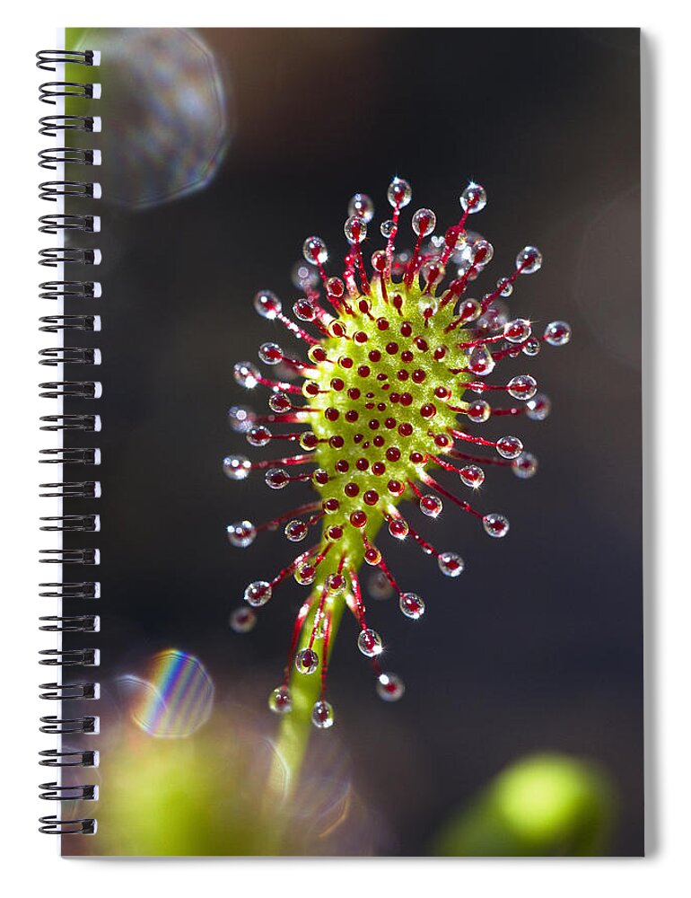 Mp Spiral Notebook featuring the photograph Oblong-leaved Sundew Drosera Intermedia by Konrad Wothe