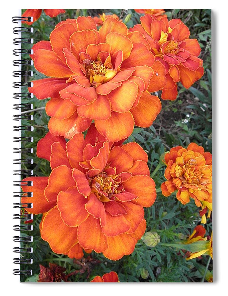 Marigolds Spiral Notebook featuring the photograph On Fire by Kim Galluzzo