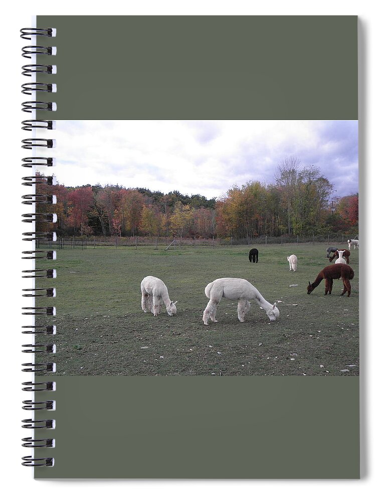 Alpaca Spiral Notebook featuring the photograph On The Alpaca Farm by Kim Galluzzo Wozniak
