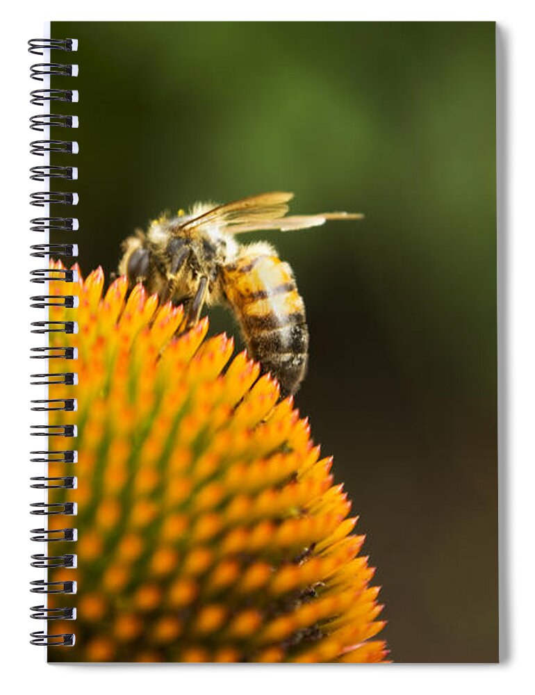 Bee Spiral Notebook featuring the photograph On the Horizon by Heather Applegate