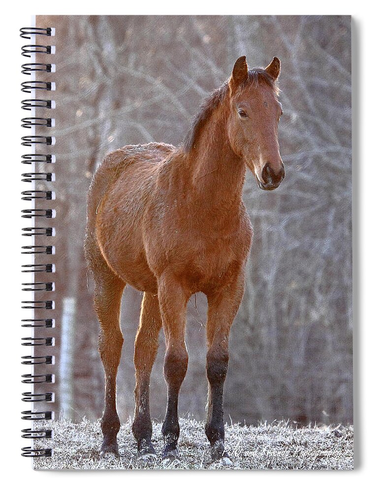  Spiral Notebook featuring the photograph 'One Day I Will Race' by PJQandFriends Photography