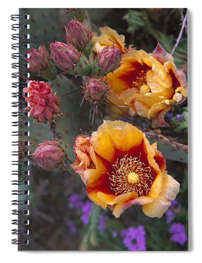 Mp Spiral Notebook featuring the photograph Opuntia Opuntia Sp In Bloom, North by Tim Fitzharris