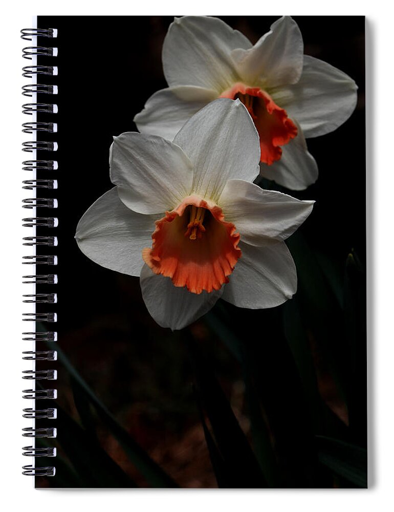 Nature Spiral Notebook featuring the photograph Orange And White Daffodils - 5 by Robert Morin