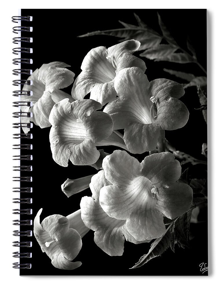 Flower Spiral Notebook featuring the photograph Orange Jubilee in Black and White by Endre Balogh