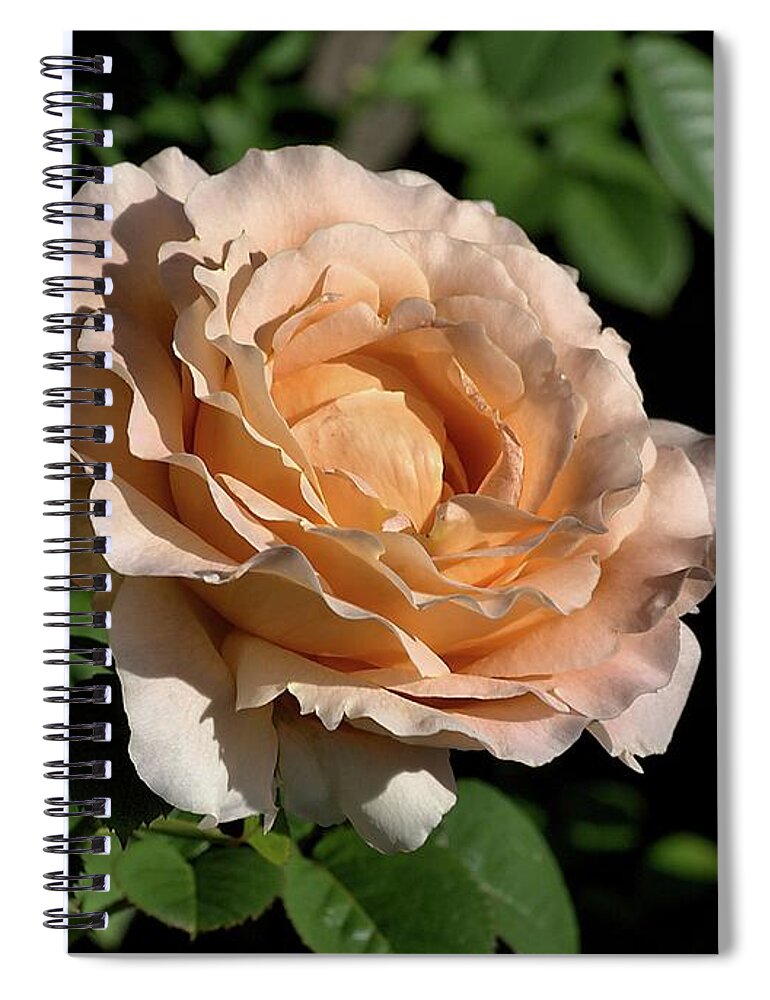 Rose Spiral Notebook featuring the photograph Orange Rose by Joy Watson