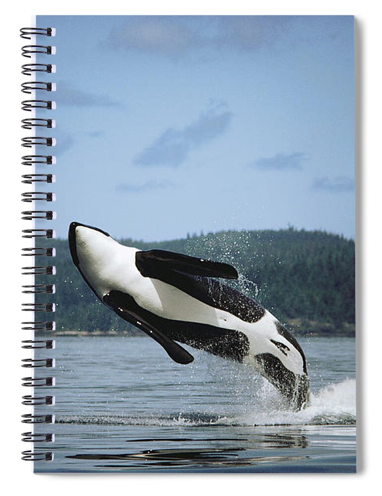 00079639 Spiral Notebook featuring the photograph Orca Male Breaching Johnstone Strait by Flip Nicklin