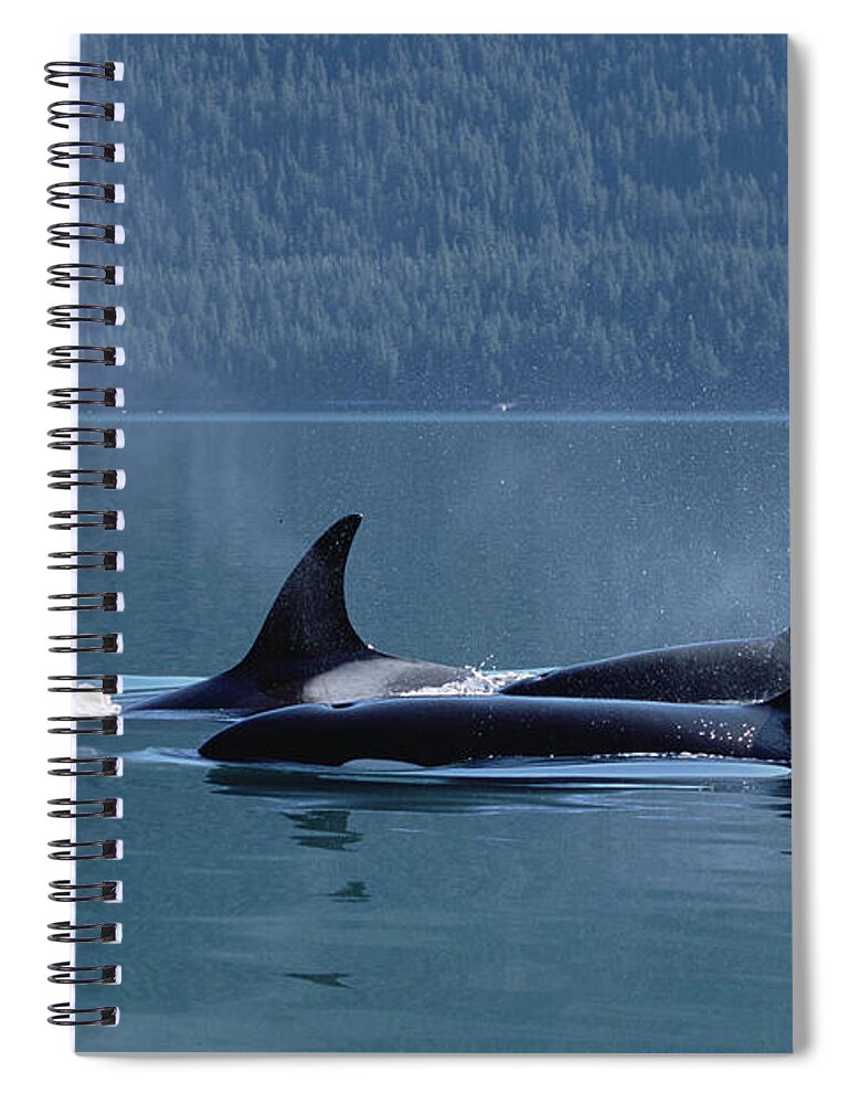 Mp Spiral Notebook featuring the photograph Orca Orcinus Orca Pod Surfacing, Inside by Konrad Wothe