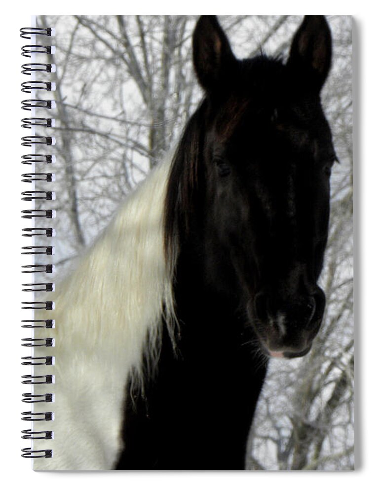 Oreo Spiral Notebook featuring the photograph Oreo  by Kim Galluzzo