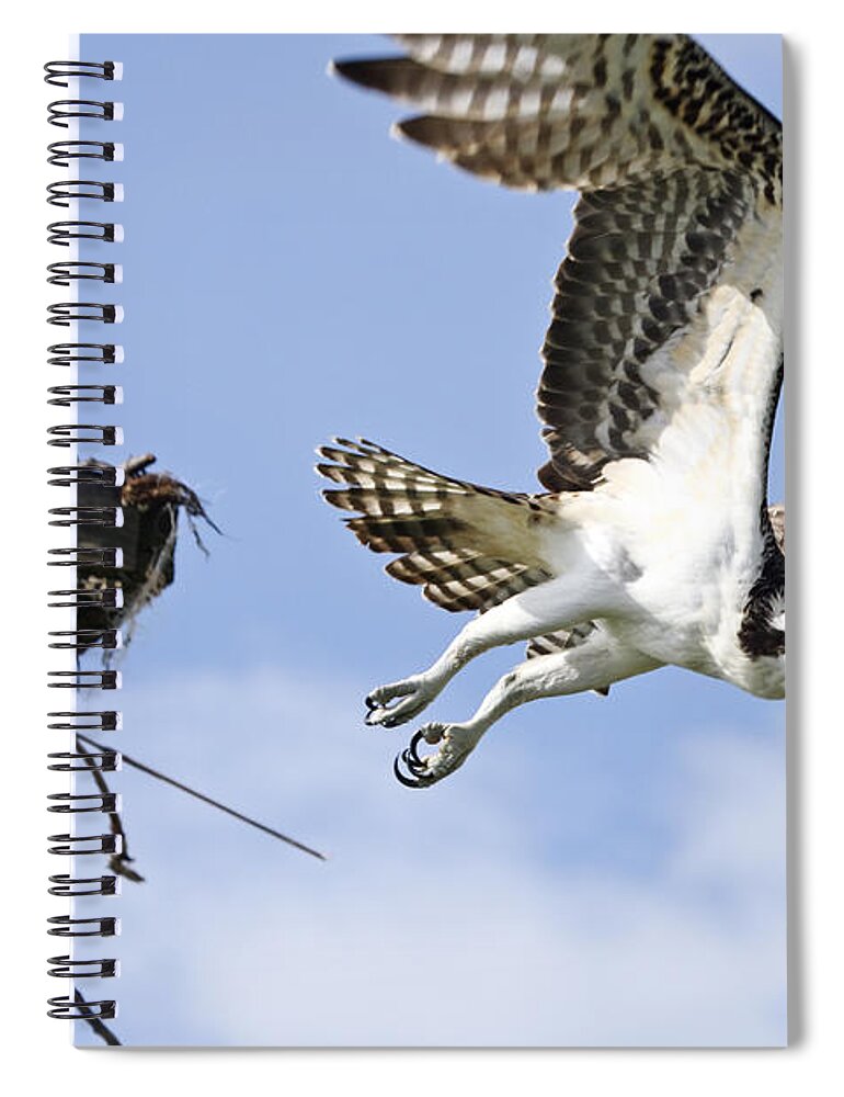 Osprey Spiral Notebook featuring the photograph Osprey flying from nest by John Van Decker