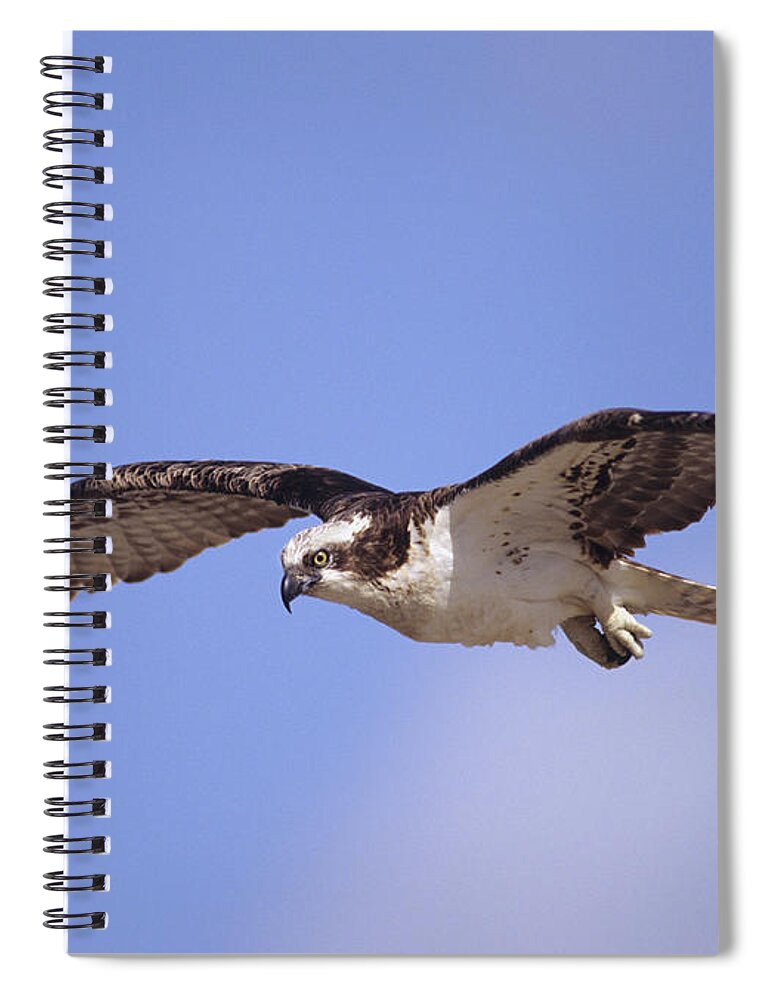 00176575 Spiral Notebook featuring the photograph Osprey Flying North America by Tim Fitzharris