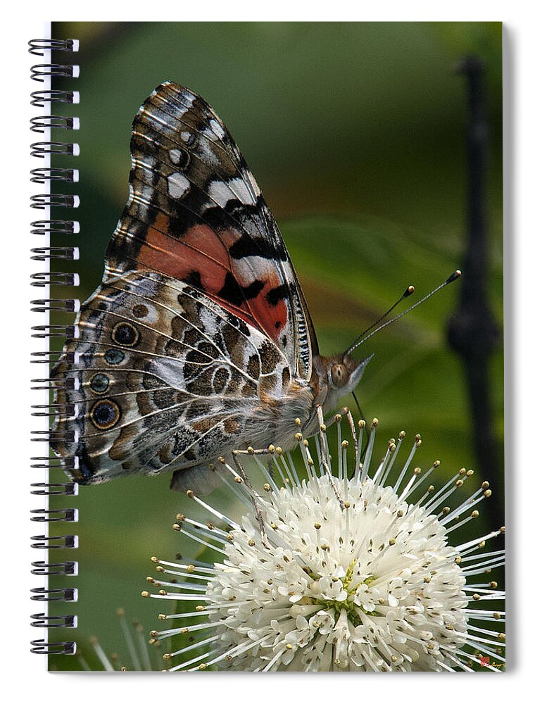 Study Spiral Notebook featuring the photograph Painted Lady Butterfly DIN049 by Gerry Gantt