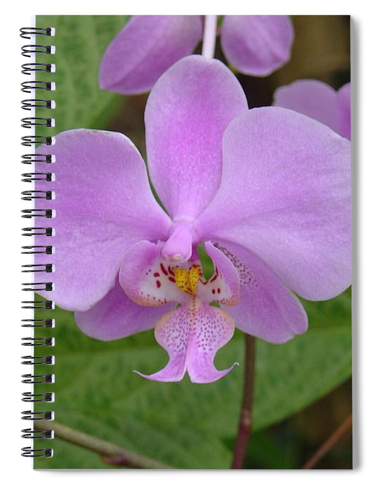 Orchid Spiral Notebook featuring the photograph Pale Pink Orchid by Charles and Melisa Morrison
