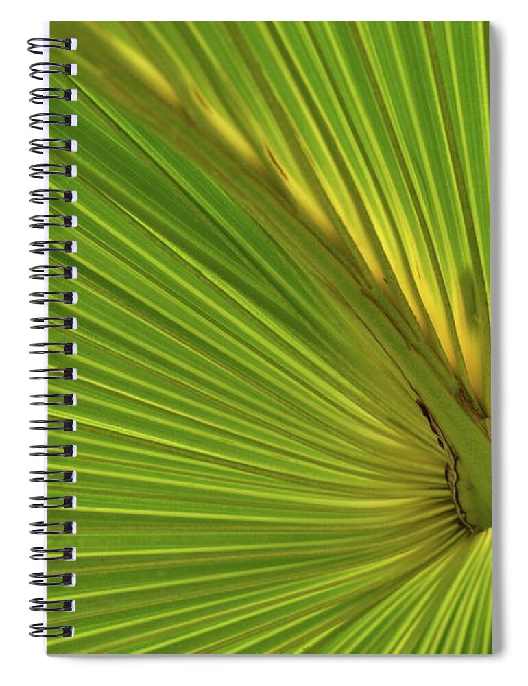 Palm Spiral Notebook featuring the photograph Palm Leaf II by JD Grimes