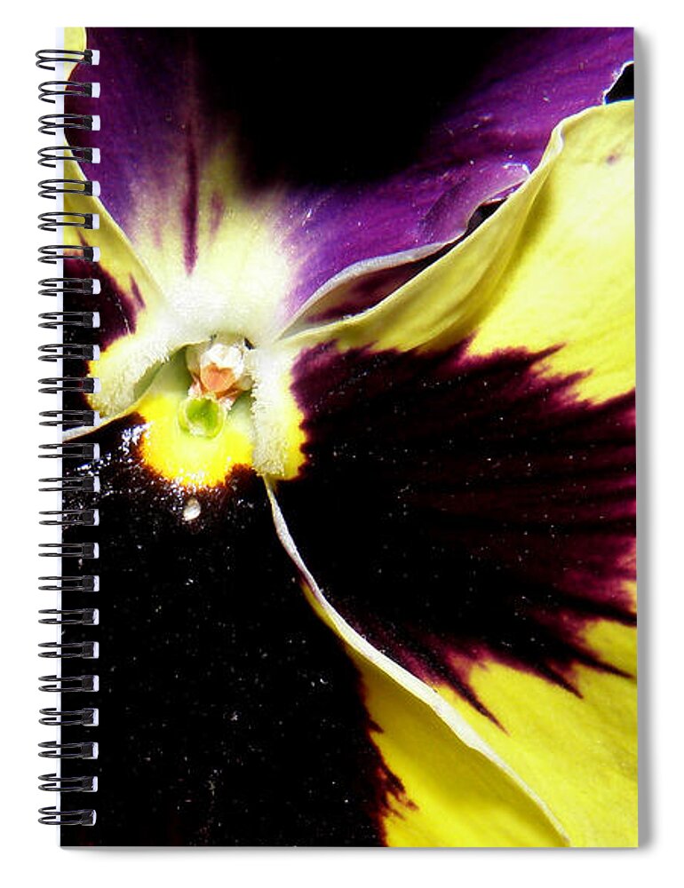 Pansy Spiral Notebook featuring the photograph Pansy brilliance by Kim Galluzzo Wozniak