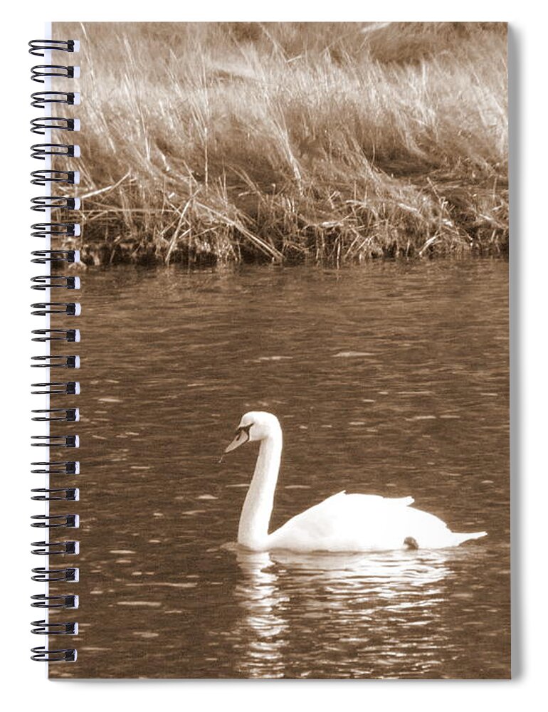 Swan Spiral Notebook featuring the photograph Papa Swan by Kim Galluzzo
