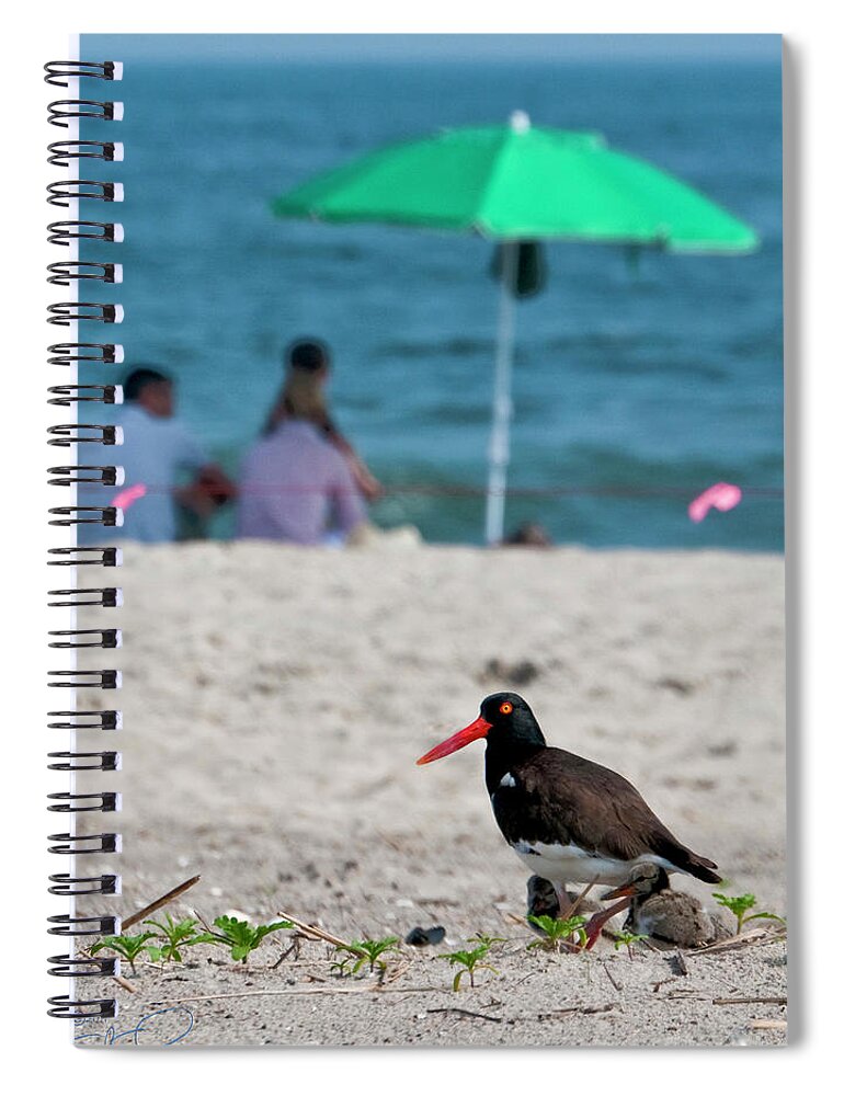 Oyster Catcher Spiral Notebook featuring the photograph Parenting on a Beach by S Paul Sahm