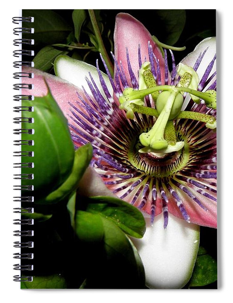 Passion Flower Spiral Notebook featuring the photograph Passion at Night by Kim Galluzzo