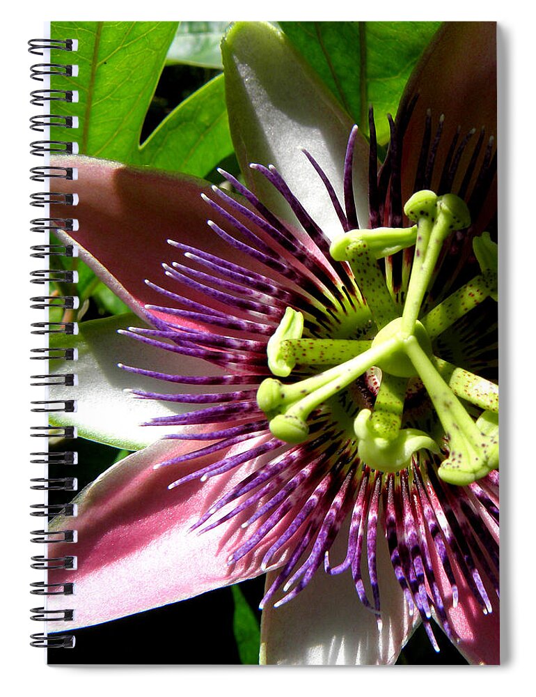 Passion Flower Spiral Notebook featuring the photograph Passionate Peeks by Kim Galluzzo
