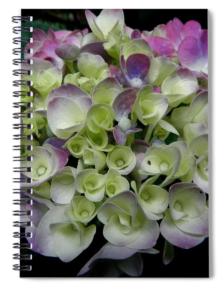 Hydrangea Spiral Notebook featuring the photograph Pastel Swirls by Kim Galluzzo Wozniak