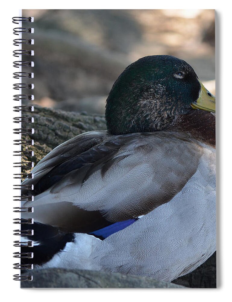 Duck Spiral Notebook featuring the photograph Peaceful Duck by Maggy Marsh