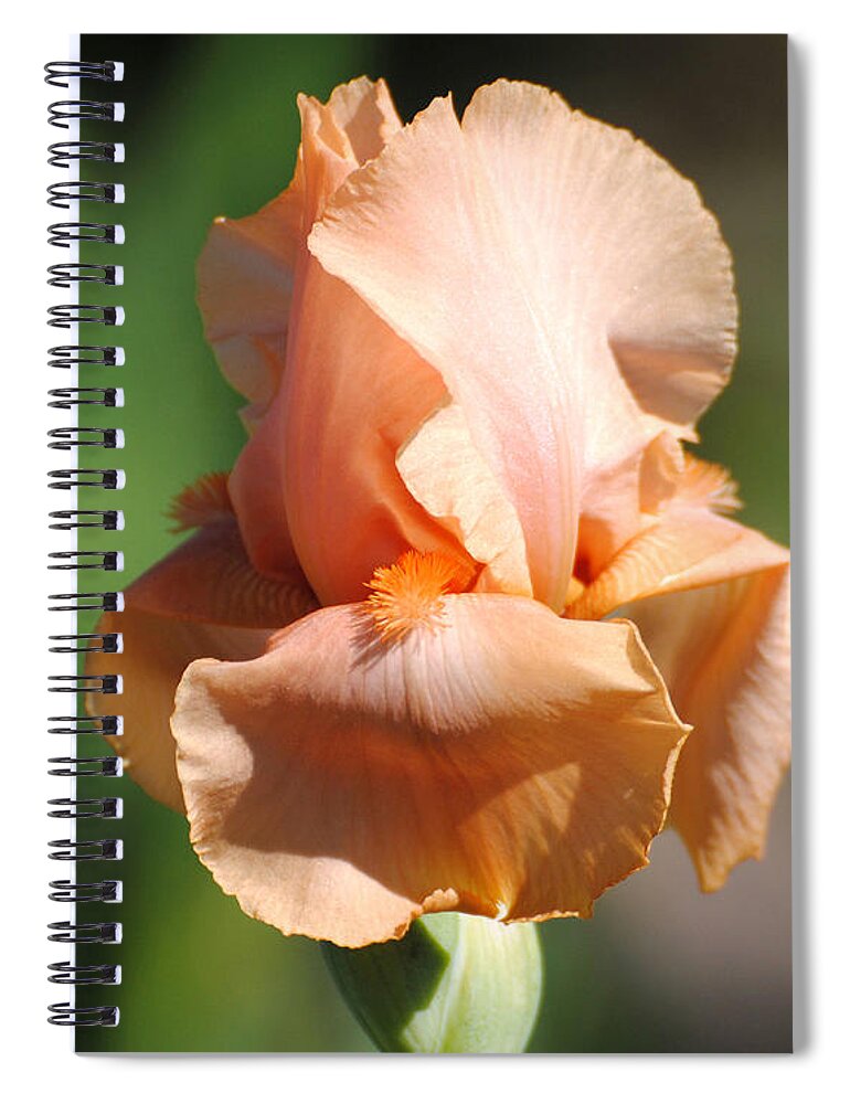 Beautiful Iris Spiral Notebook featuring the photograph Peach Iris Flower II by Jai Johnson