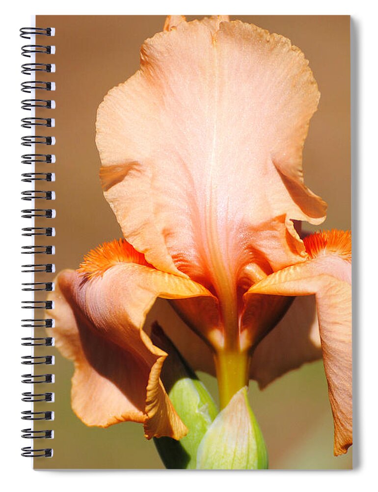 Beautiful Iris Spiral Notebook featuring the photograph Peach Iris Flower by Jai Johnson