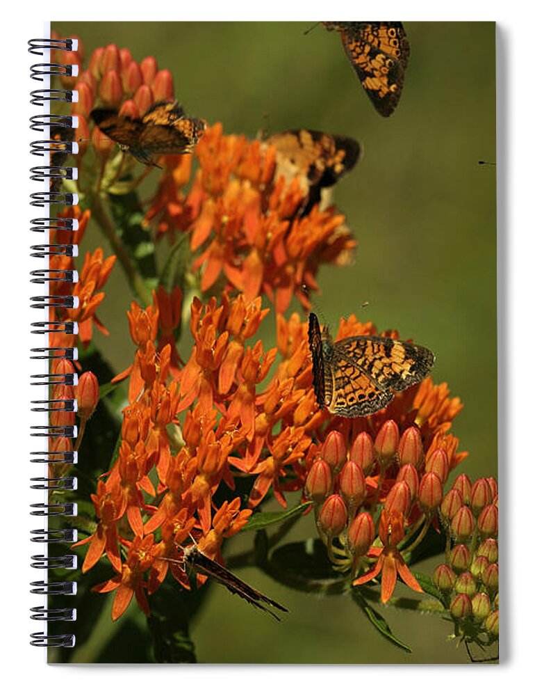 Pearly Crescentpot Butterfly Spiral Notebook featuring the photograph Pearly Crescentpot Butterflies Landing On Butterfly Milkweed by Daniel Reed
