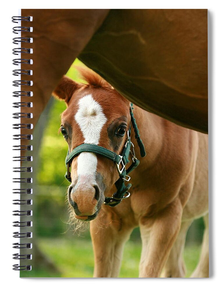 Horse Spiral Notebook featuring the photograph Peek'a Boo by Angela Rath