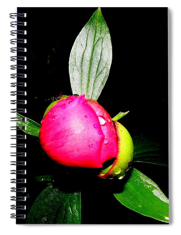 Peony Spiral Notebook featuring the photograph Peony Bud At Night by Kim Galluzzo