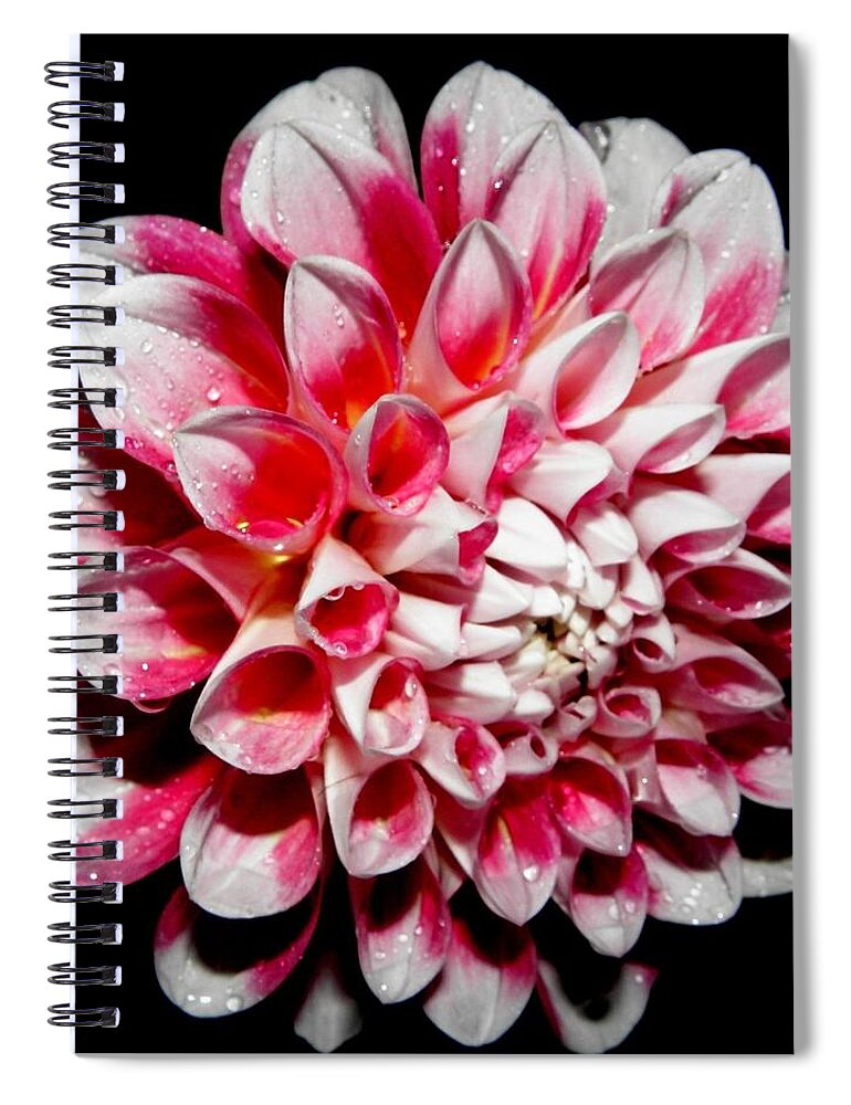 Pink Spiral Notebook featuring the photograph Perfection In Pink by Kim Galluzzo