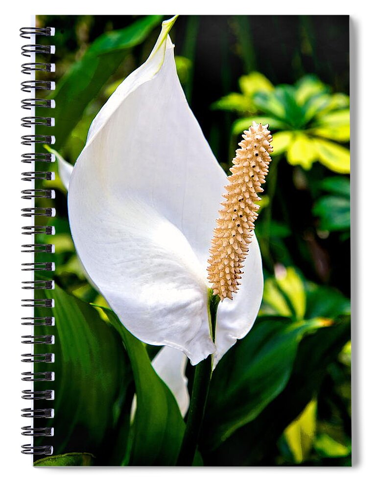 Flowers Spiral Notebook featuring the photograph Perky by Burney Lieberman