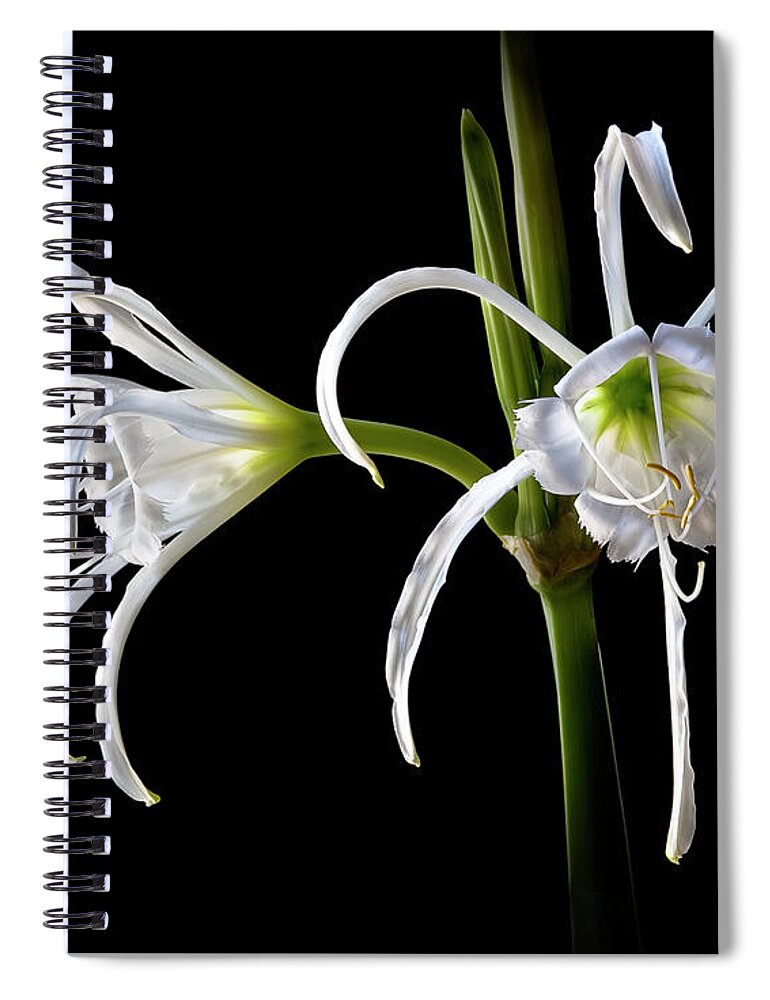 Flower Spiral Notebook featuring the photograph Peruvian Daffodils by Endre Balogh