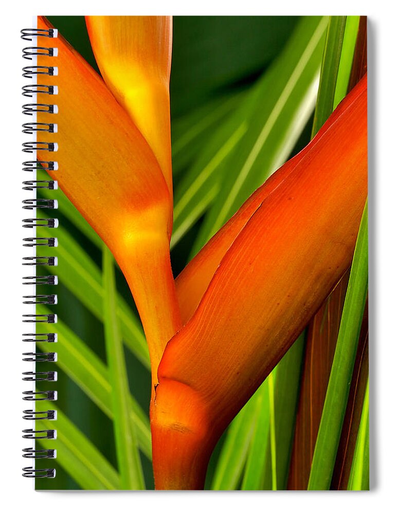 Flowers Spiral Notebook featuring the photograph Photograph of a Parrot Flower Heliconia by Perla Copernik