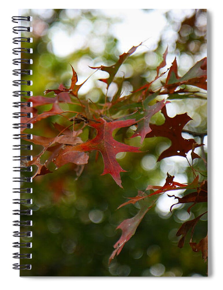 Pin Oak Spiral Notebook featuring the photograph Pin Oak in Autumn by Denise Beverly