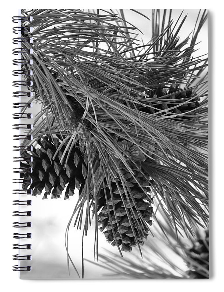 Pine Cones Spiral Notebook featuring the photograph Pine Cones by Dorrene BrownButterfield