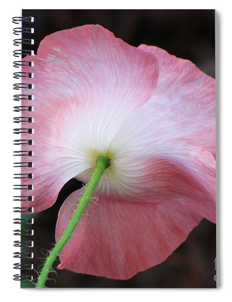 Shirley Poppy Spiral Notebook featuring the photograph Pink and White Shirley Poppy by Michele Penner